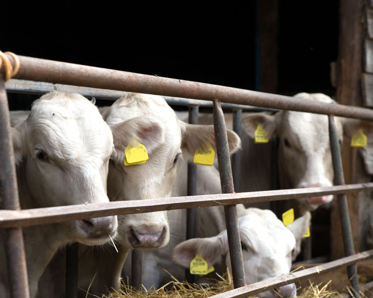 Dairy cows in barn