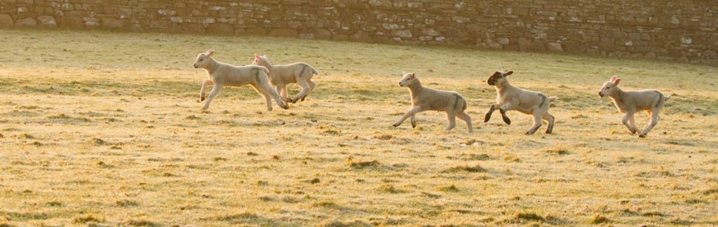 Lambs running across field