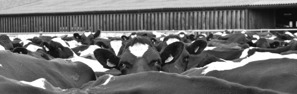 Black and white photo of cows