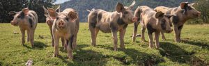 Pigs in field