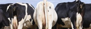 Cattle Health Scheme